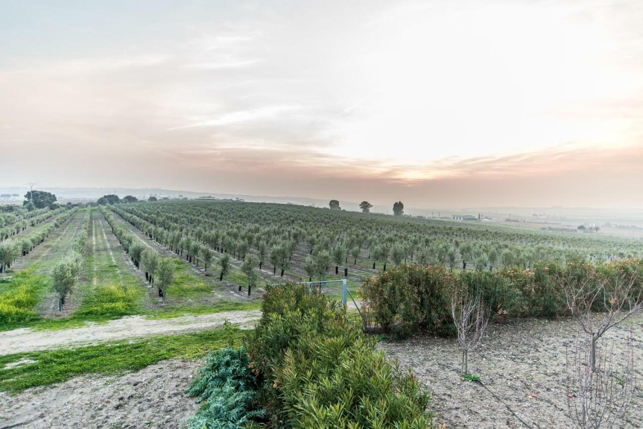 Vivienda Rural Olivar De San Telmo Arcos de la Frontera Zewnętrze zdjęcie