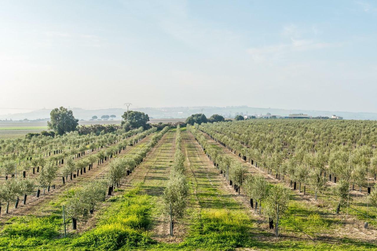 Vivienda Rural Olivar De San Telmo Arcos de la Frontera Zewnętrze zdjęcie
