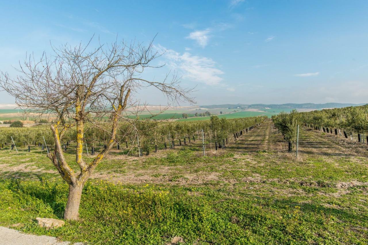 Vivienda Rural Olivar De San Telmo Arcos de la Frontera Zewnętrze zdjęcie